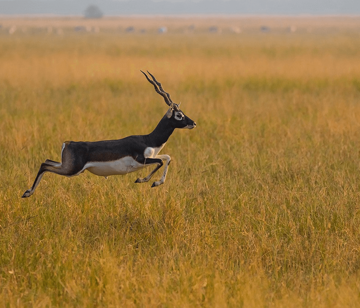 Blackbuck 2