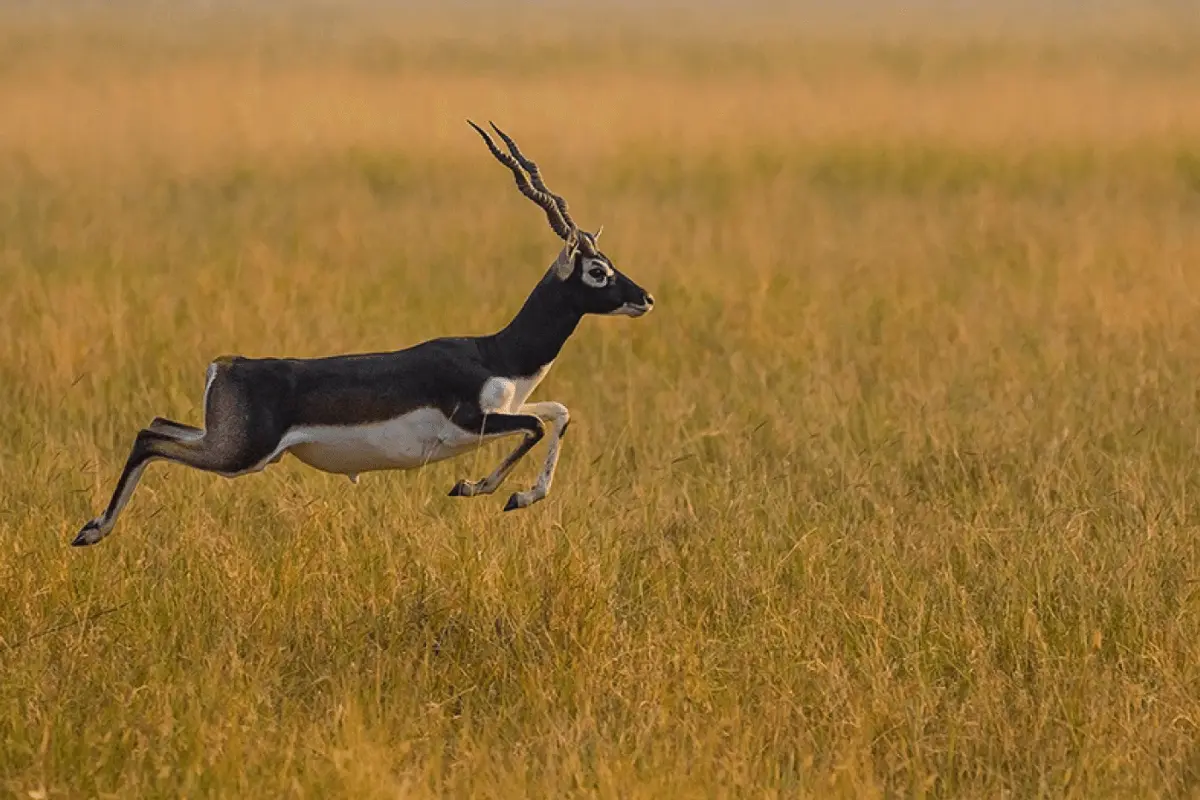 Blackbuck 2-min