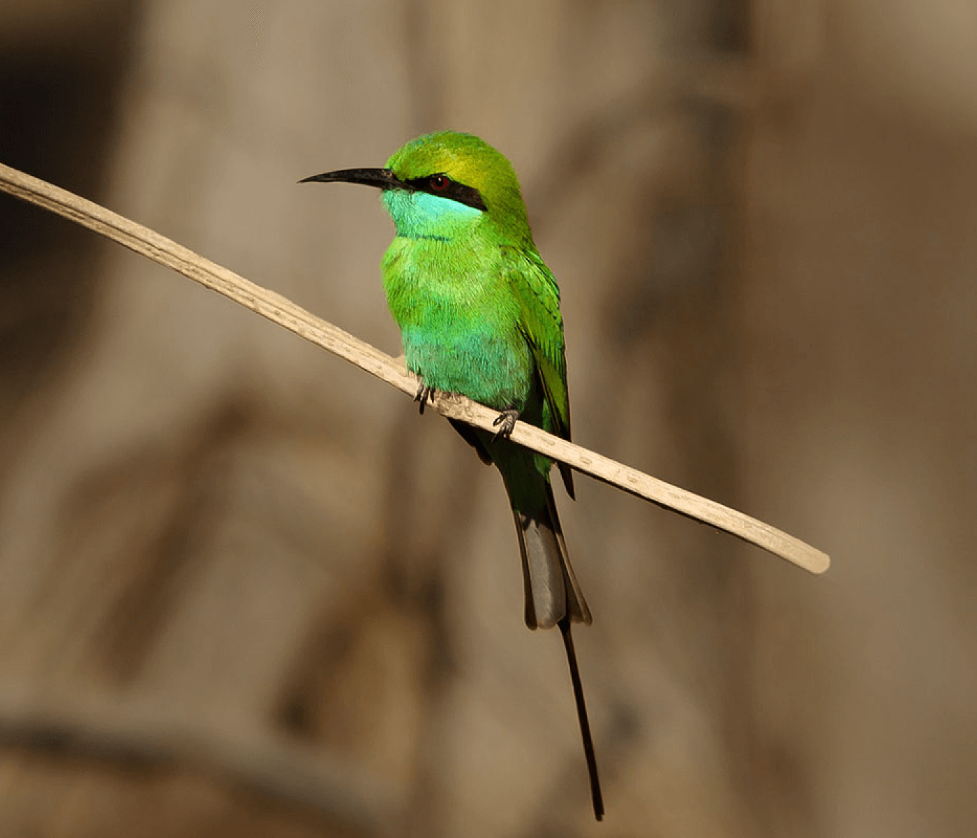 Green Bee Eater Birds