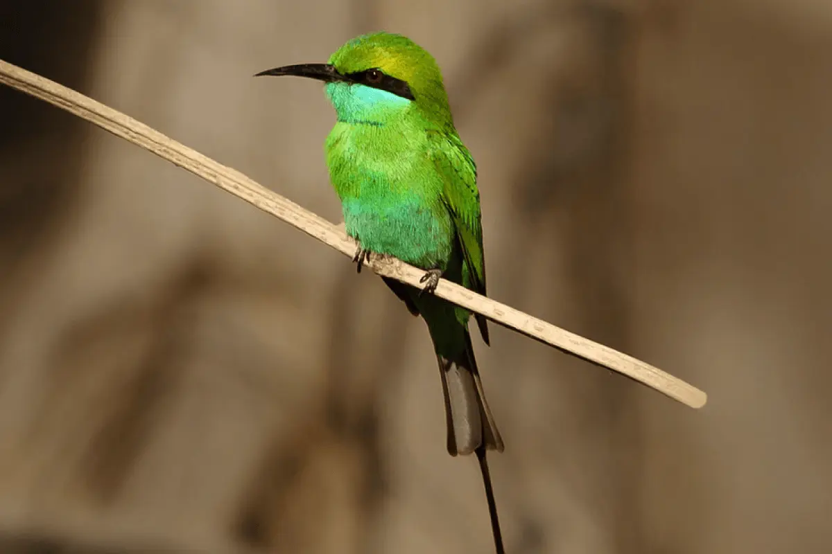 Green Bee Eater Birds-min