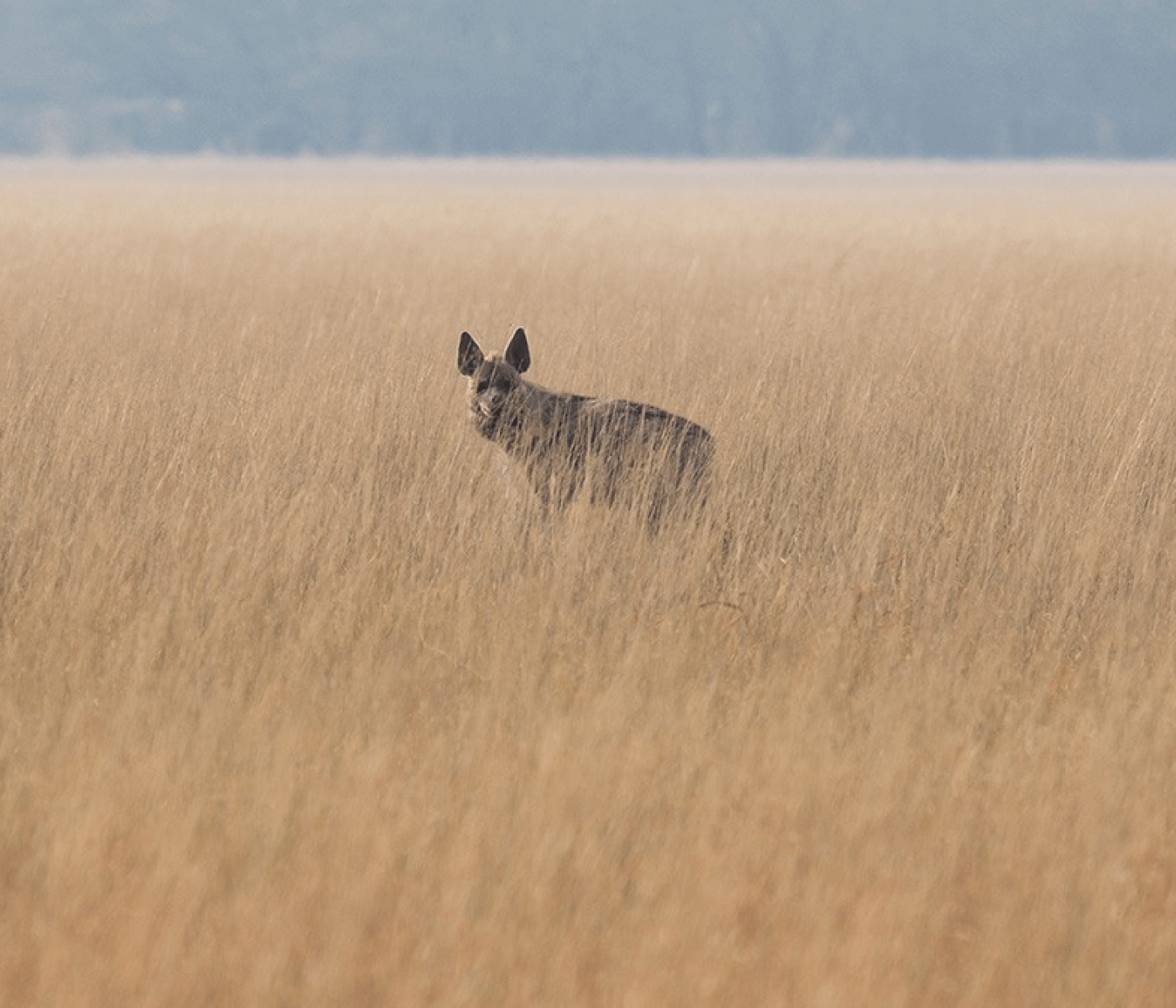 Hyena in Velavdar