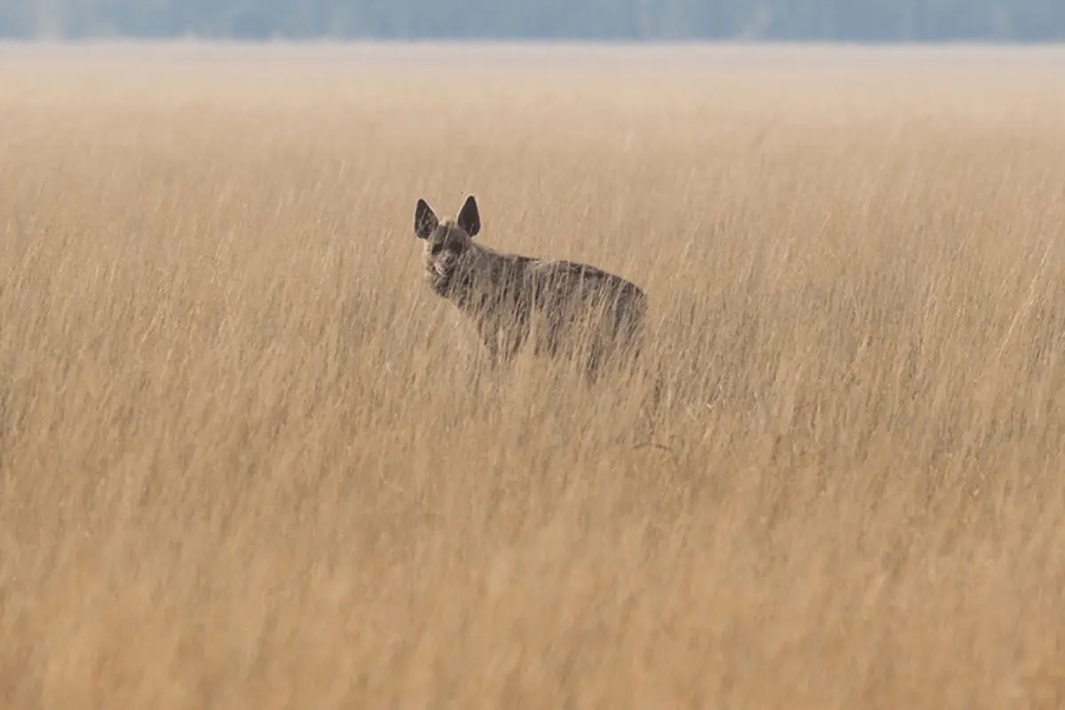 Hyena in Velavdar-min