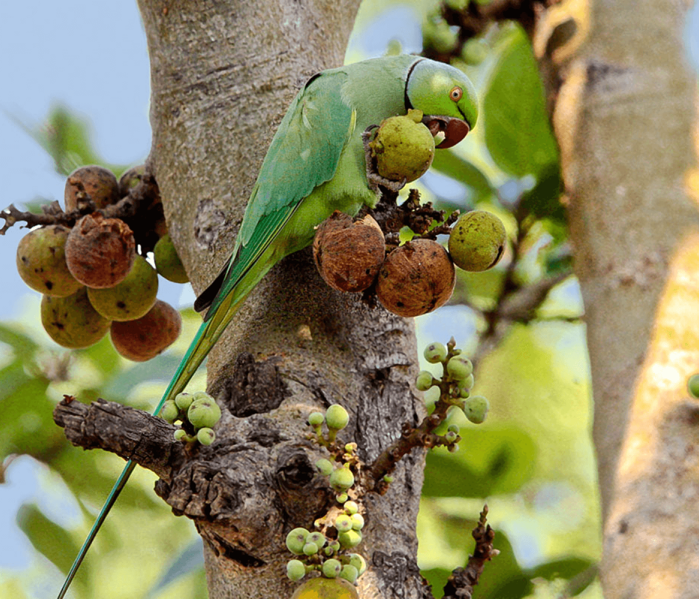 Parrot Birding